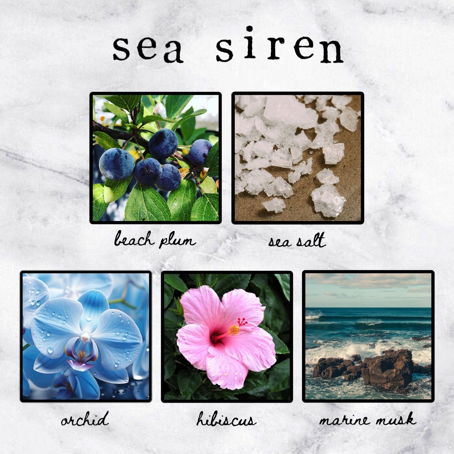 Sea Siren